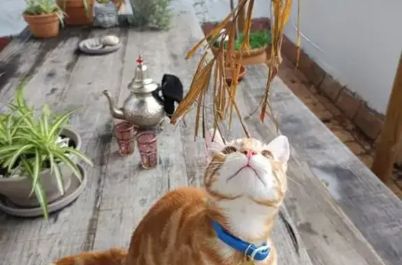 ¡Ayuda a encontrar a Rocky, nuestro gatito!