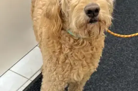 Lost Tan Dog 'Skittles' in Hastings