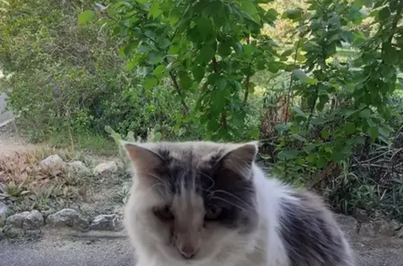 Chat gris-blanc perdu, queue cassée Rivesaltes - photo