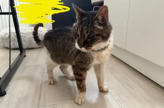 Chatte maigre trouvée Rue du Clos du Moine - photo