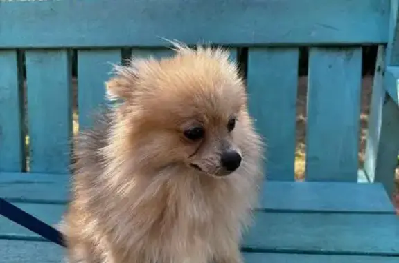 Lost Dog: Brown Fur, Grey Back - JHB
