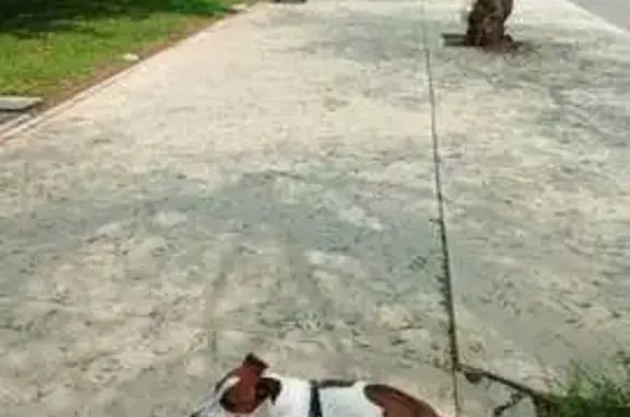 Perro perdido sin collar en Huércal de Almería