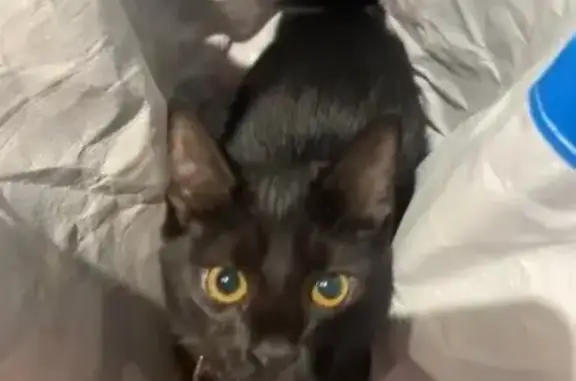 Chat perdu, queue coupée, Binic-Étables - photo