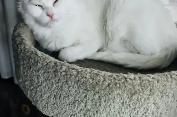 Gata Blanca Perdida en Ocaña: Albina