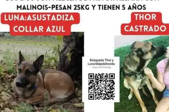Perro Perdido: Pastor Alemán-Malinois, 5 Años