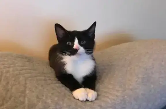 Lost Black Cat: White Markings, Cranston