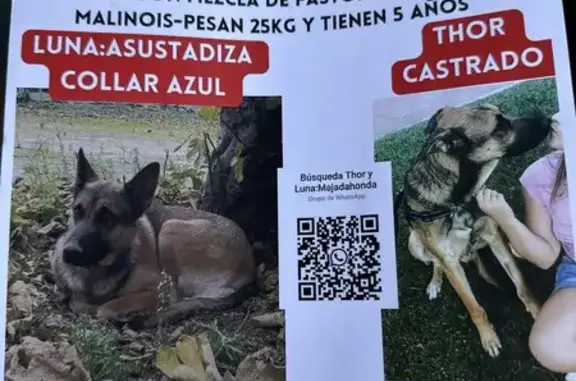 Perro Perdido: Pastor Alemán-Malinois en Madrid