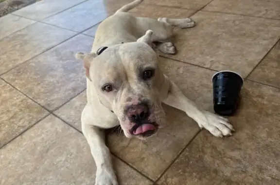 Found Pit Bull: White, Green C...