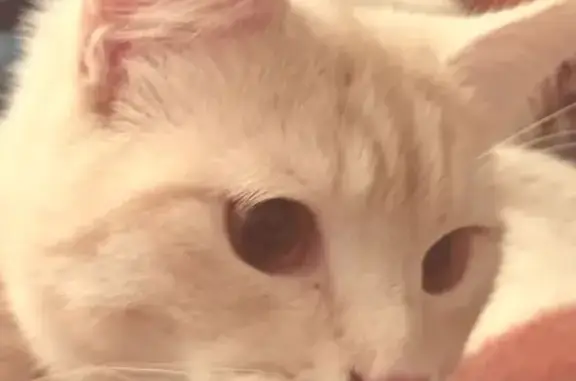 Gatito Perdido: Tango, Naranja y Sociable