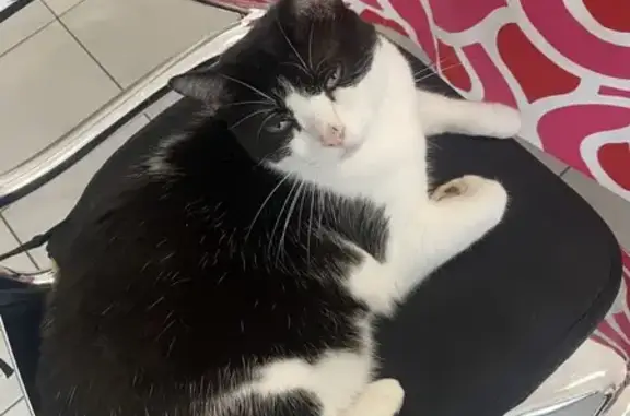 Chat noir et blanc trouvé à Tournefeuille - photo