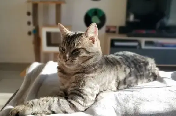 Animaux perdus Valdahon, photo: Chat tigré noir/gris perdu à Valdahon