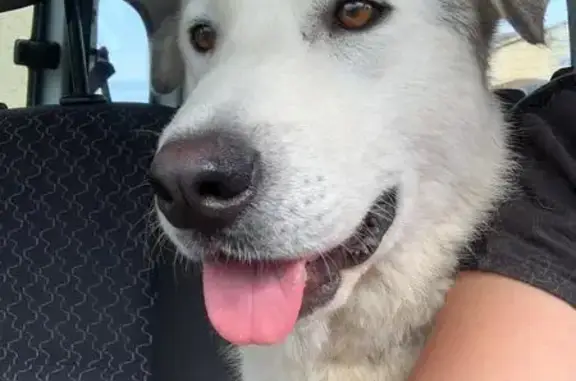 Chien trouvé , photo: Jeune patou trouvé à Sannes sans collier