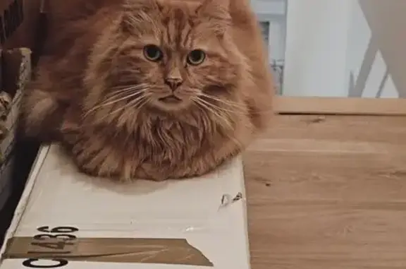 Animaux perdus Tourcoing, photo: Chat perdu, castré et pucé à Tourcoing