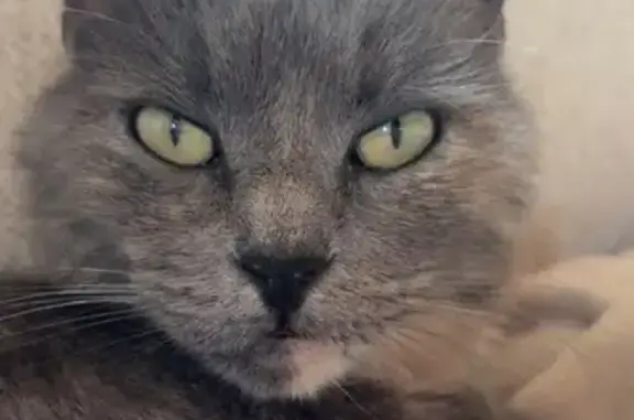 Chatte grise perdue à Lanhouarneau - photo