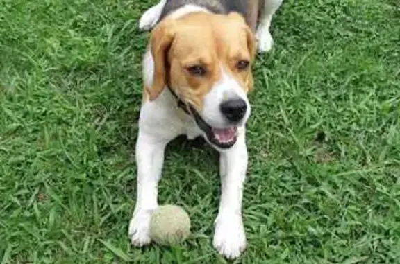 Beagle tricolor perdido en Santocilde, San Román