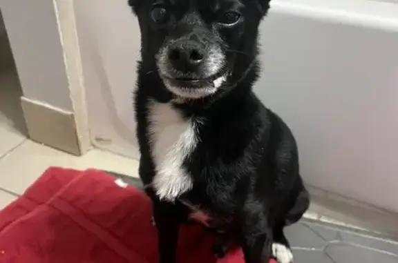 Lost Dog: Black with White Markings