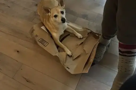 Lost: Skittish Tan/White Chihuahua Mix