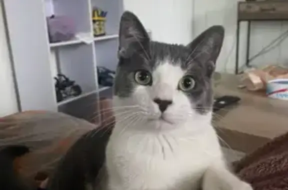 Chat perdu : gris/blanc, 2 ans, pucé, Sauternes - photo