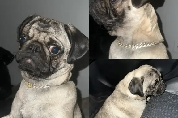Lost Dog: Light Brown with Gold Collar