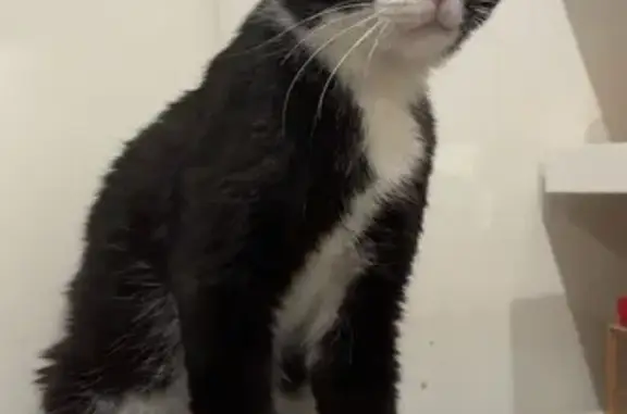 Chat perdu, peureux, griffure au nez, Cannes - photo