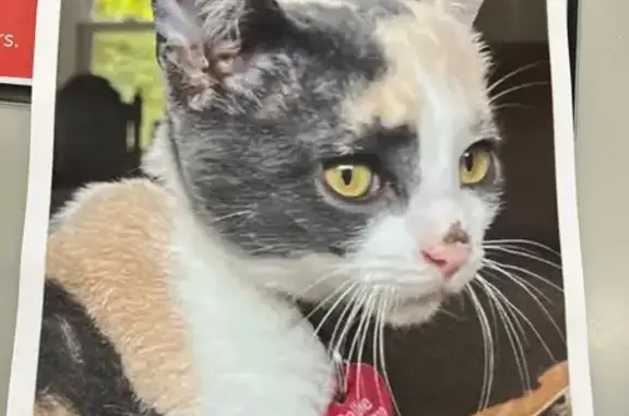 Lost Multi-Colored Cat on Westville Ave