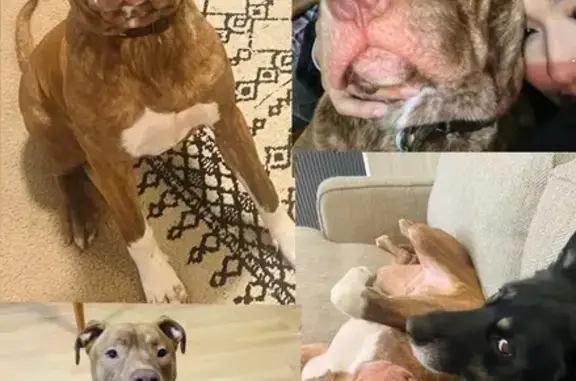 Lost Dog: White & Brown in Mableton