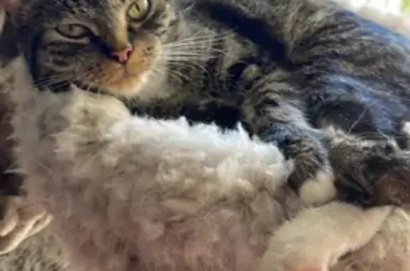 Friendly Tabby Lost Near Palmer Dr, Casey