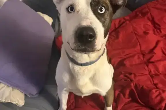 Lost Dog: Blue Eyes on Union Ave
