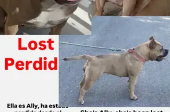 Lost Dog in Ocala: SW 52nd Circle
