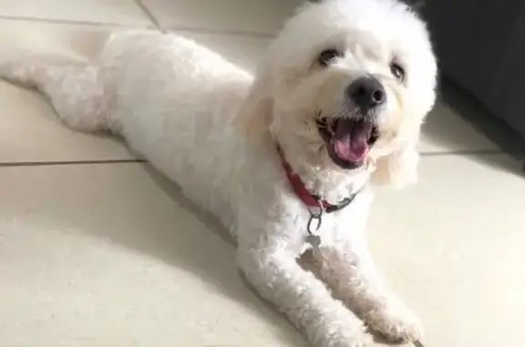 Lost Poodle: Peluchin Missing in Phoenix