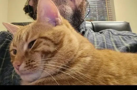 Lost Orange Tabby: Bent Tail, Salem