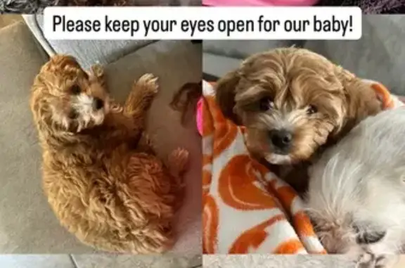 Lost Puppy: Carmel Brown in Las Vegas