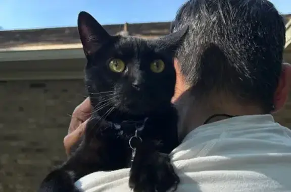 Lost Black Cat: White Spot & Blue Collar