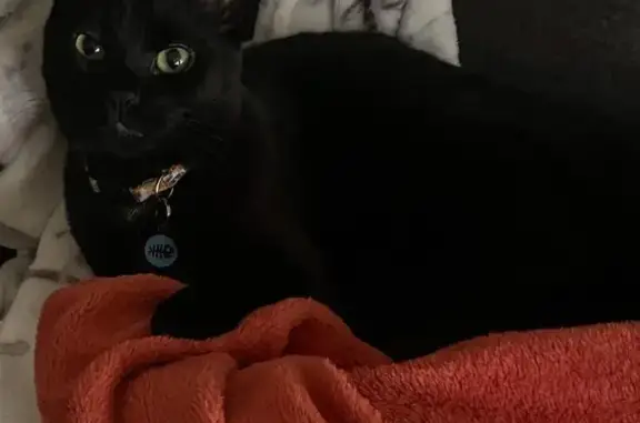 Lost Black Cat on Miller St, Philly
