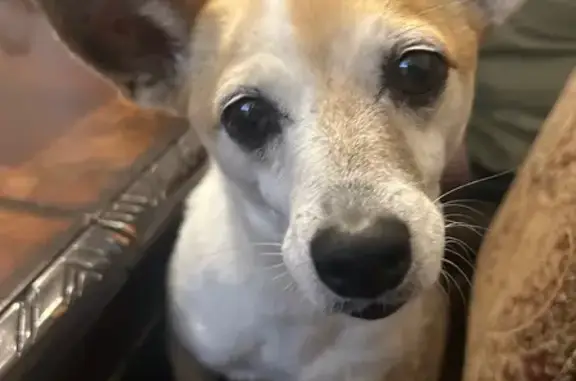Lost Dog: Curly Tail, Tan & Dark Spots