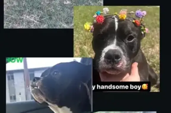 Lost Dog: Thomas & Spot-Eyed Friend