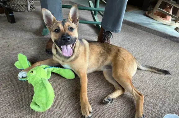 Found: Sweet German Shepherd M...