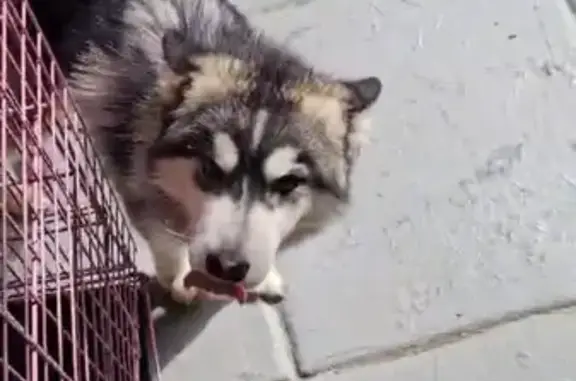 Lost Puppy Luna: Help Find Her in Baltimore