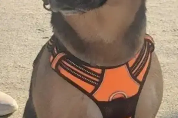 Lost Mini Shepherd: Ice Blue Eyes