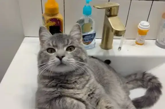 Lost Grey Tabby: Green Collar, I-35 Area