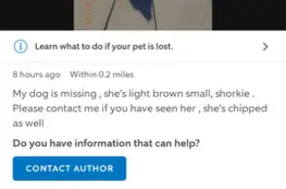 Lost Shorkie on North Green St, Wichita