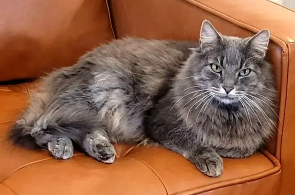 Help Find Lennox: Lost Cat in Wynne, AR