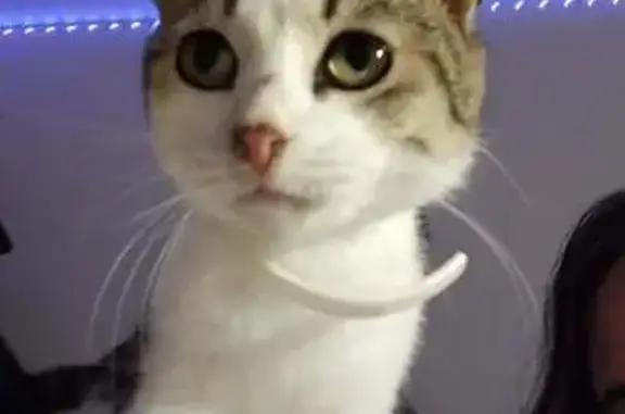 Lost: Skittish Grey Cat with Green Eyes