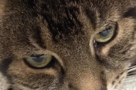 Lost: Black & Tan Tabby, 14, Westwood