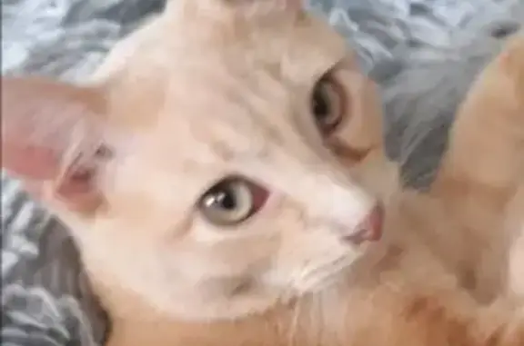 Lost Cream Cat Trooper on Cornell Ave