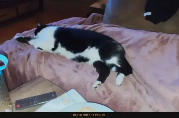 Animaux perdus Salles, photo: Chat perdu : Léo, noir et blanc, câlin