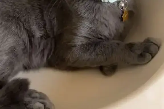 Lost Gray Cat: Yellow Eyes in Dacula