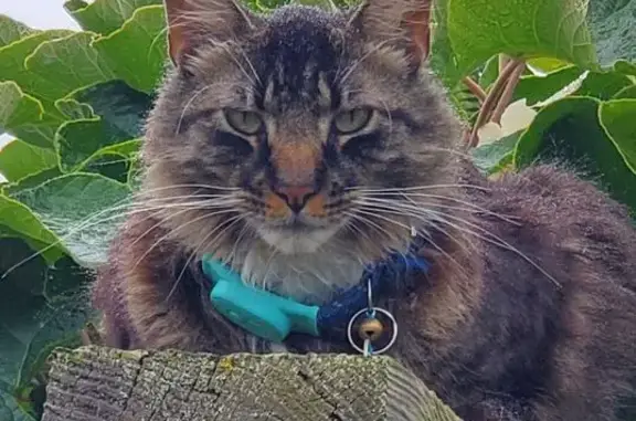 Lost Cat: Dark Hair, Brown Stripes, Ventura