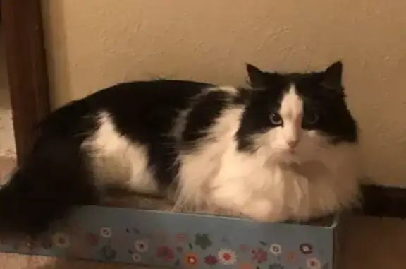 Lost Black & White Cat: Main St, Windsor