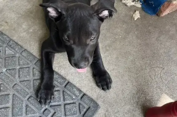 Lost Black Puppy Found in Beev...